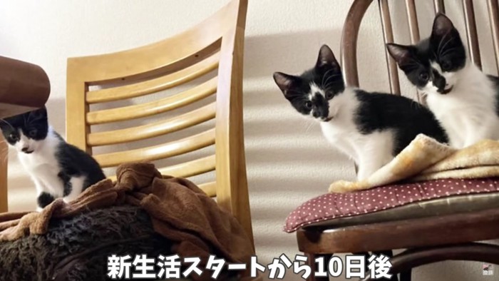 椅子の上に座ってこちらを見る子猫3匹