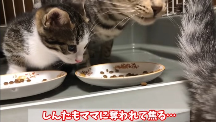 しんたもママにの文字と子猫と母猫