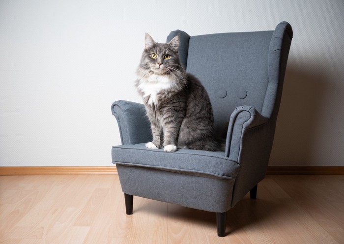 ソファーに座っている猫