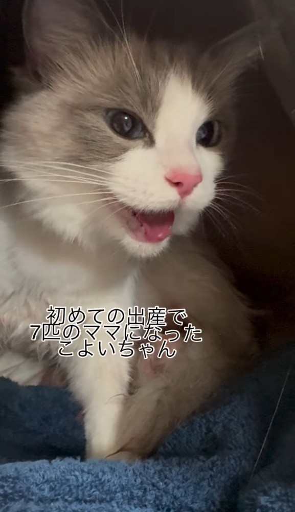 口を開けている猫