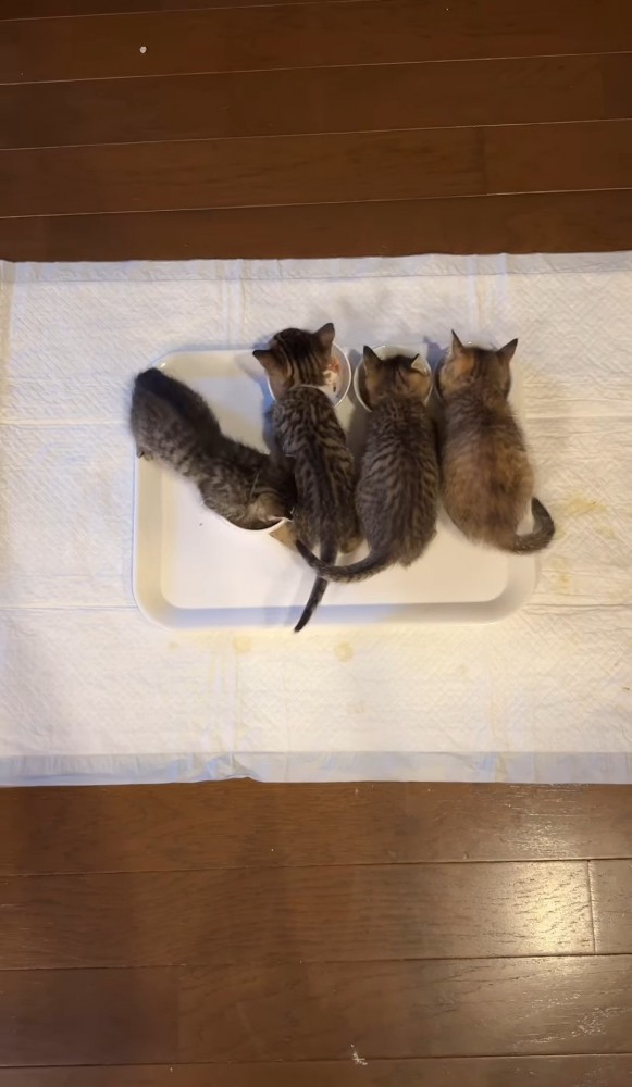 並んでごはんを食べる3匹の子猫と逆向きの子猫