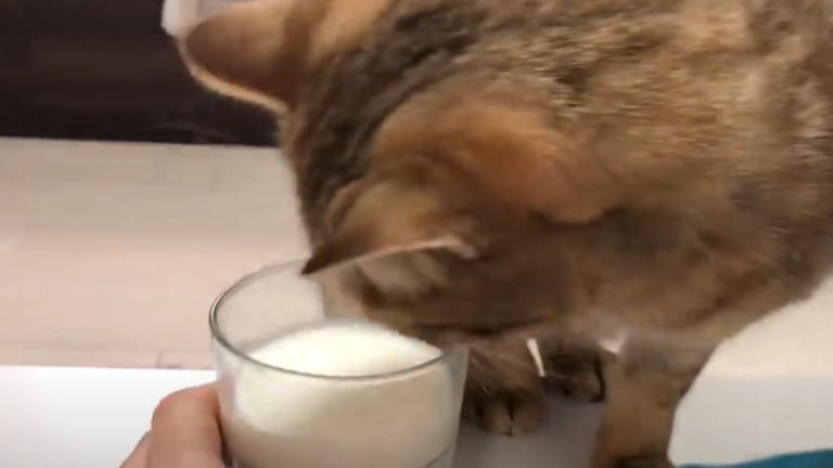 牛乳をのぞき込む猫
