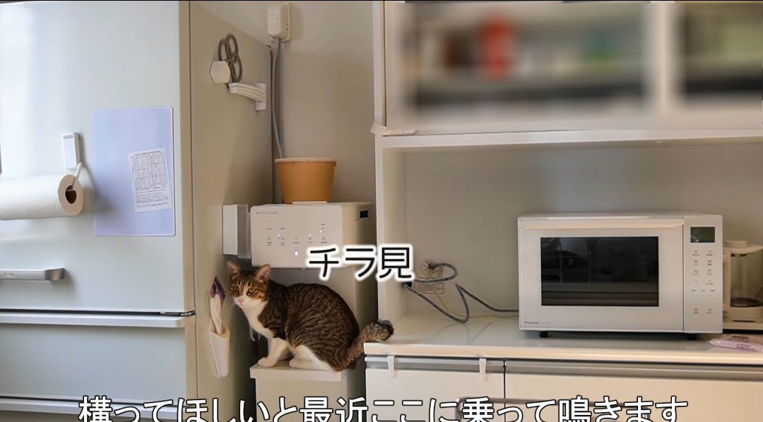 キッチンにいる猫