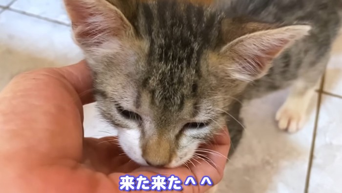 人の手に顔をのせる子猫