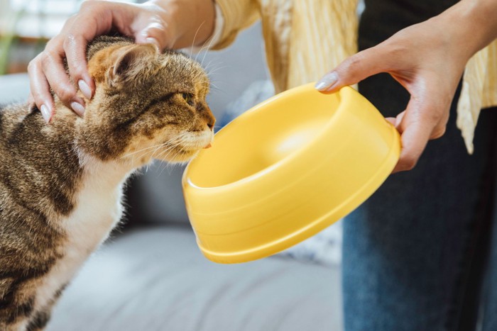 猫の食器を片付ける女性