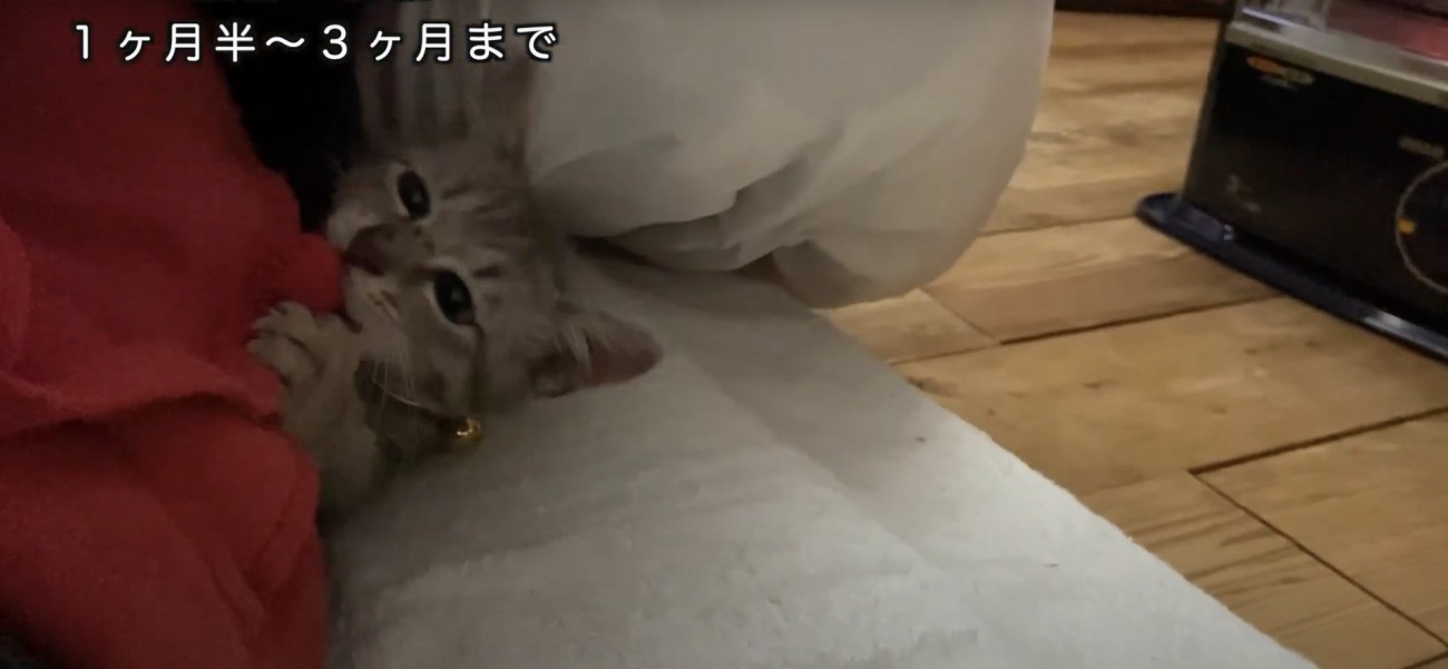 布団の中で赤い布をかじっている子猫