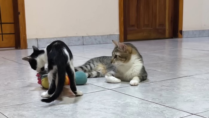おもちゃで遊ぶ子猫をみる成猫