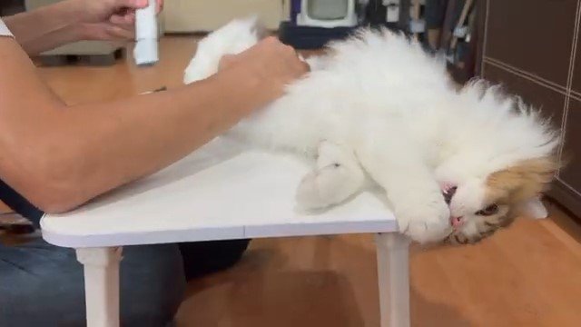 テーブルの角をかじる猫