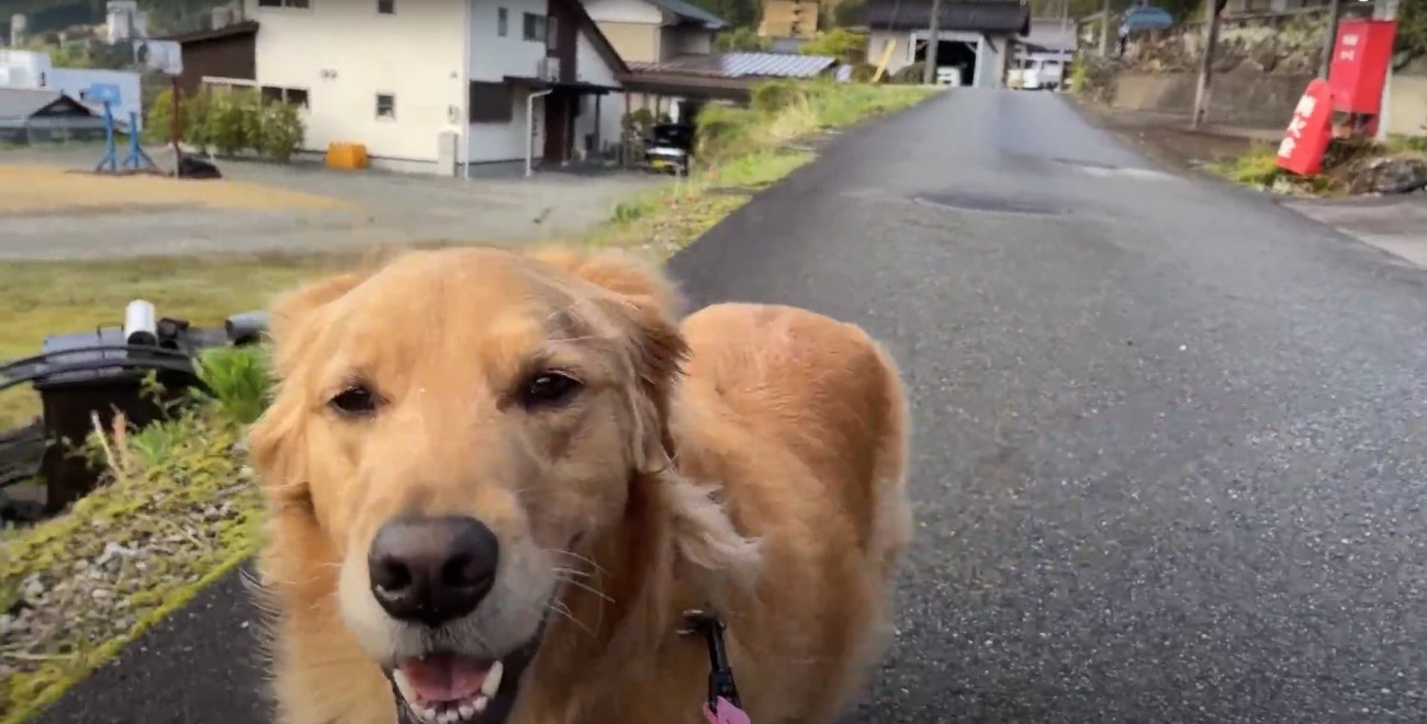 お散歩中の犬