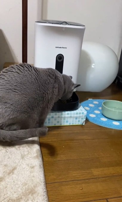 ごはんを食べるグレーの猫