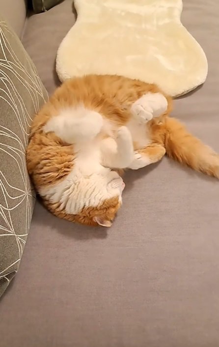 丸まって眠る猫