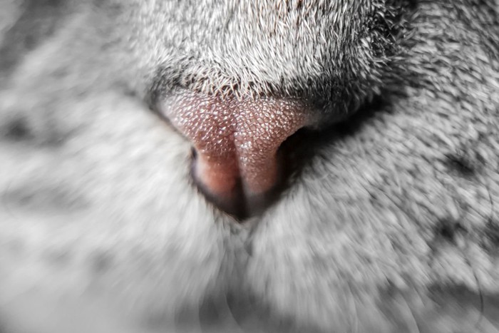 猫の鼻をアップで撮った画像