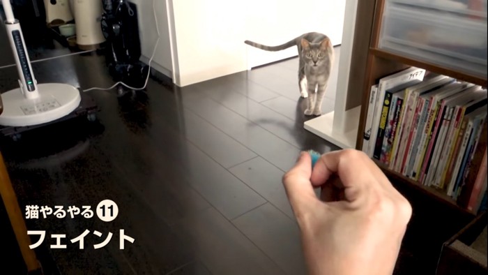 手の中にあるボールにポカンとする猫