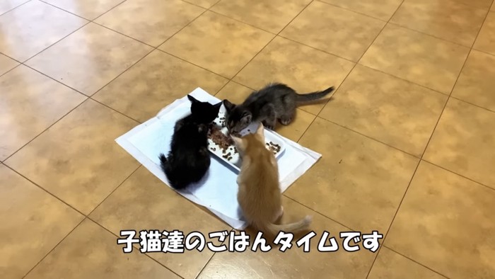 子猫のごはん