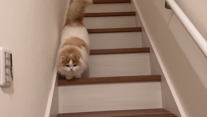階段を下りてきた猫