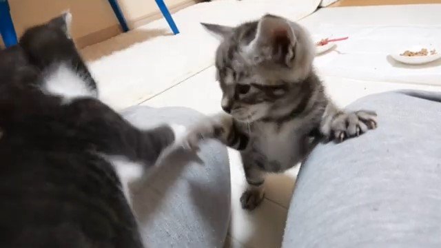 膝の上でじゃれ合う2匹の子猫