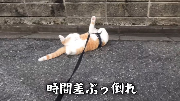 仰向けの猫