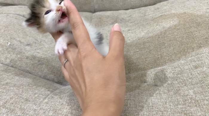 指で遊ぶ子猫