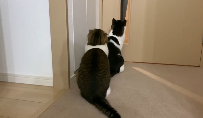 ドアの前で並ぶ猫2匹
