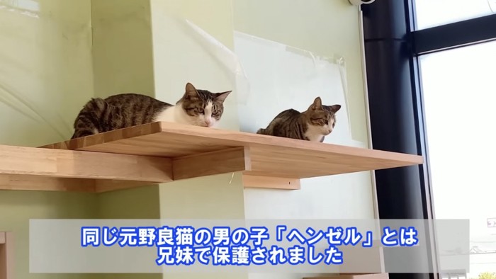壁際に座る2匹の猫