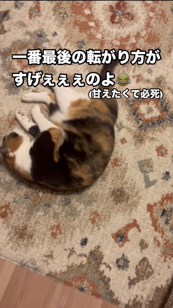 絨毯の上で寝る猫