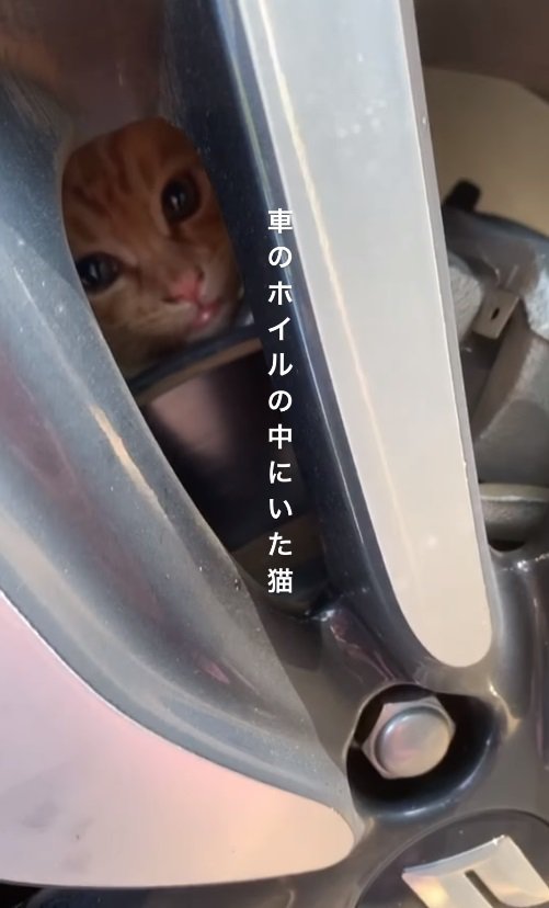 車のホイールの中の子猫