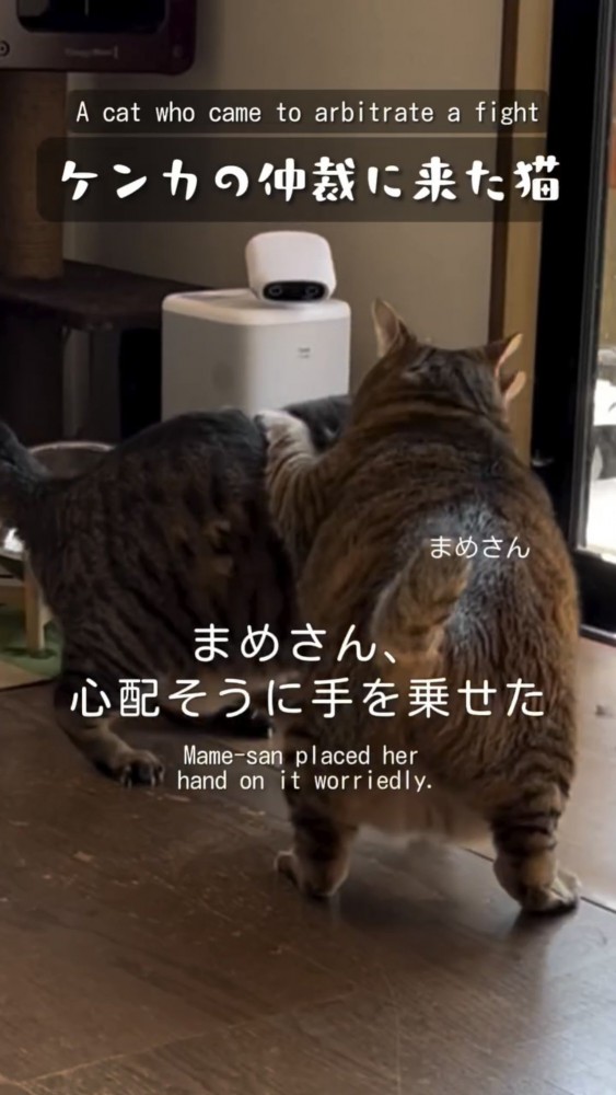 背中に手を置く猫