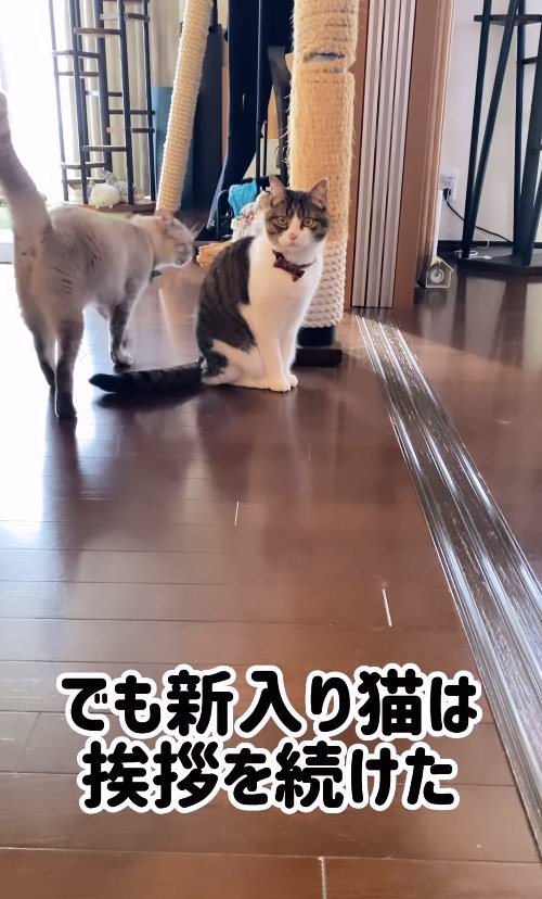 でも新入り猫は毎日挨拶を続けた