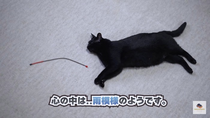 床に落ちてる黒猫