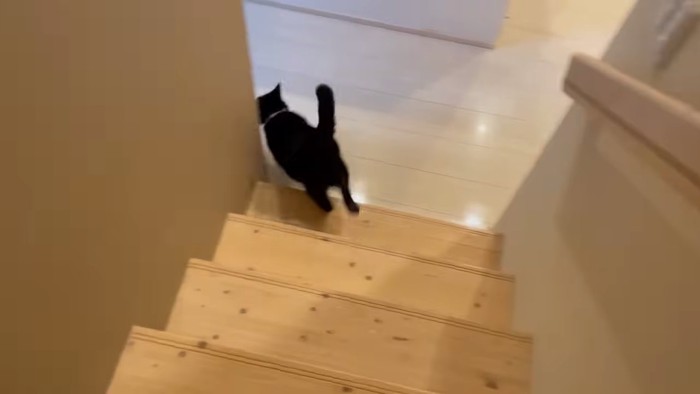 階段を下りていく猫