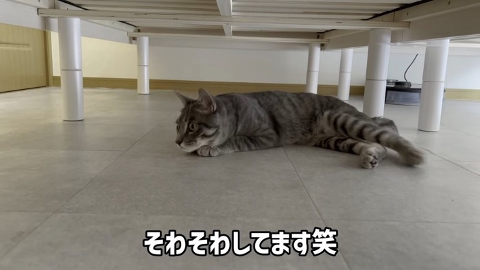 寝そべる猫