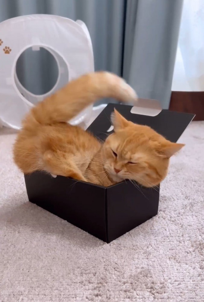 箱に入ってうっとりする猫