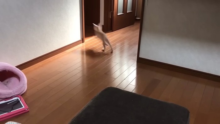 部屋の外に向かって走る子猫