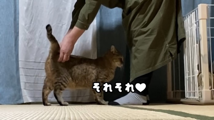 なでられる猫