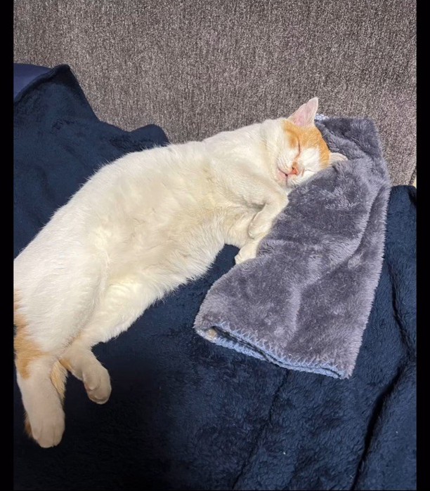 毛布を枕にして寝る猫