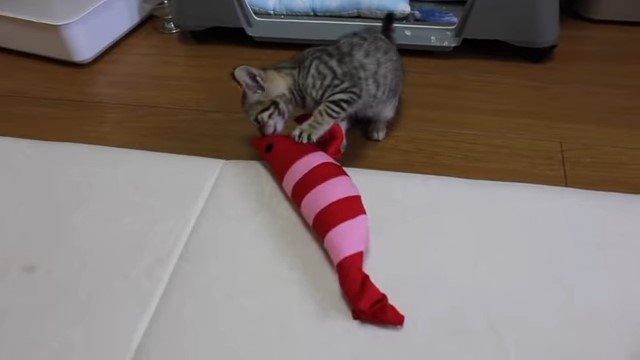 けりぐりみをかじる子猫