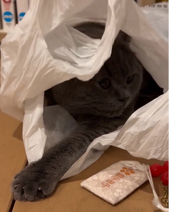 袋の中に猫
