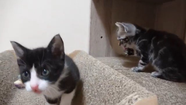 爪とぎの上の2匹の子猫