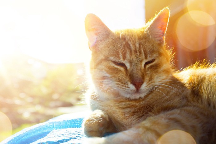 太陽を浴びる猫