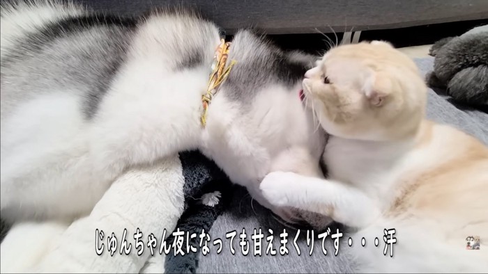 まだ舐める猫