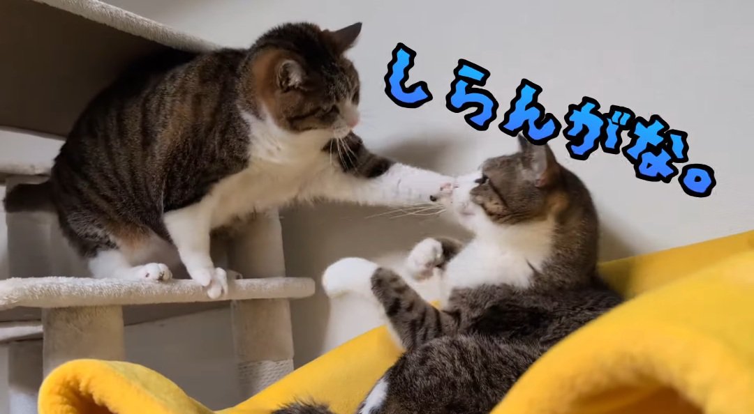 パンチする猫