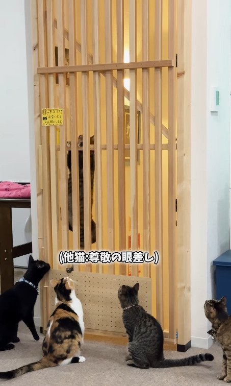 扉を上がっていく猫を見つめる猫たち