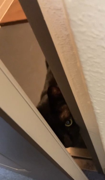 ドアの隙間から片目だけで見つめる猫