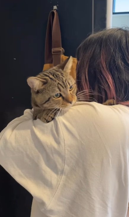 人間に抱かれる猫