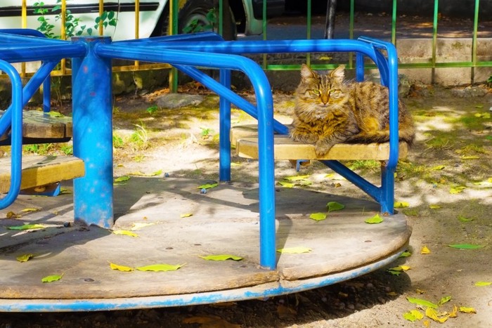 公園の遊具にたたずむ猫