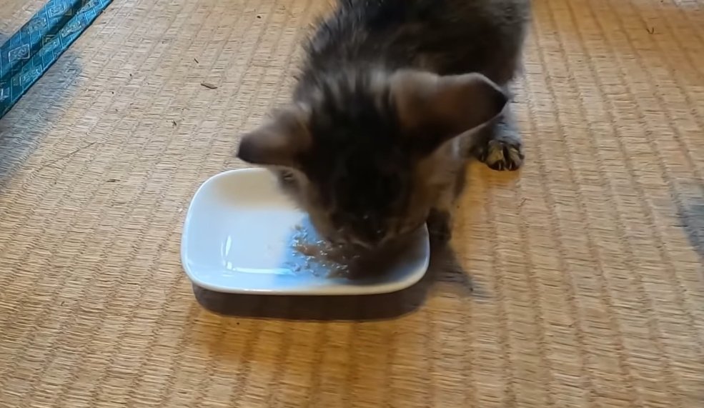 おやつを食べる子猫