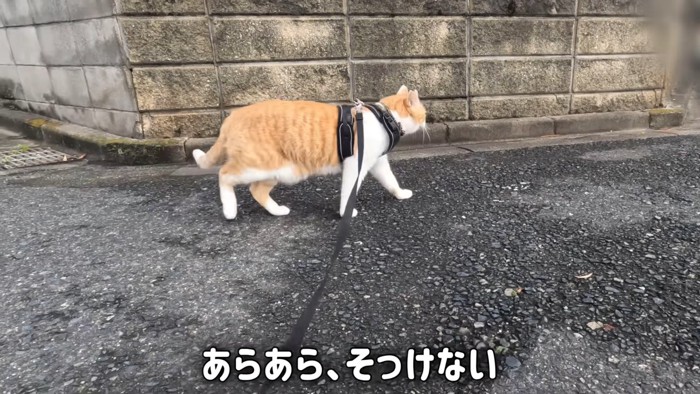 歩く猫