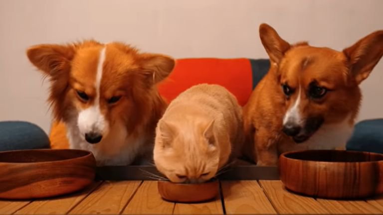 ご飯を食べている猫と犬