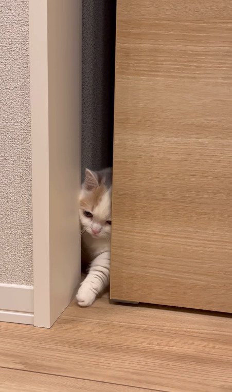 手を伸ばしてドアを開けようと試みる猫