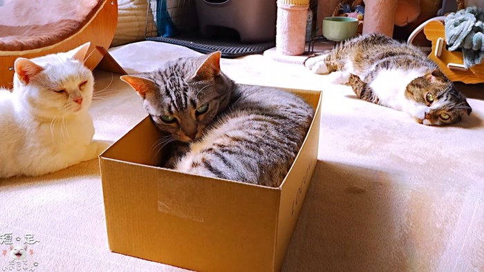 箱に入っている猫を見ている2匹の猫